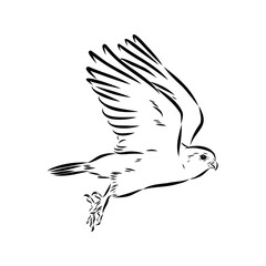 Asian falcon, vector sketch