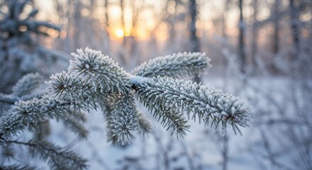 Frosty Pine Branch in Winter Landscape at Sunrise in Forest