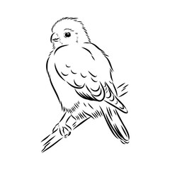 Asian falcon, vector sketch