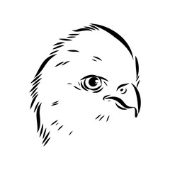 Asian falcon, vector sketch