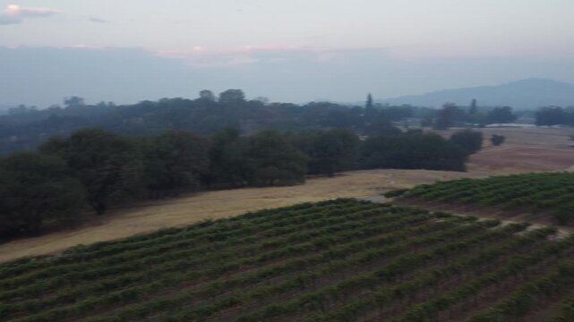Lush Vineyard Rows Bathed in Warm Light, Ready for Harvest, with Workers Tending Grapes in the Distance