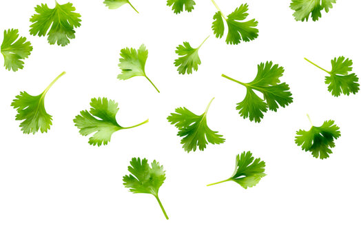 Fresh green cilantro leaves isolated on transparent background, top view, flat lay