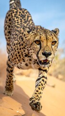 Cheetah in motion on a sandy dune