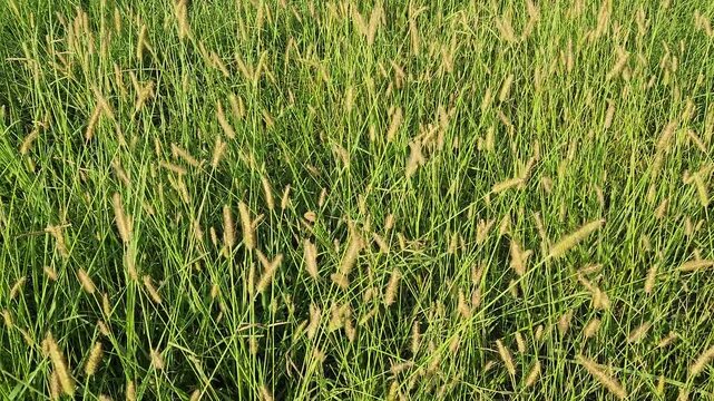 Setaria pumila, commonly known as yellow foxtail, is a summer annual grass weed with bristly seed heads, often found in fields, roadsides, and disturbed soils, competing with crops