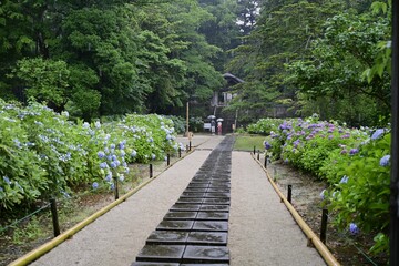 梅雨の雨の中参拝者が訪れる紫陽花で有名な月照寺；島根県 松江市