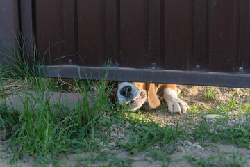 Dog growling under metal gate with paw and snout visible in sunlight. Beagle growling beneath garden gate with dramatic lighting and intense expression in outdoor backyard setting.