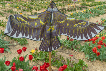 Bird shaped scarecrow in tulip field. Decorative bird scarecrow placed in tulip garden designed to deter birds and enhance visual appeal of agricultural field during spring bloom.