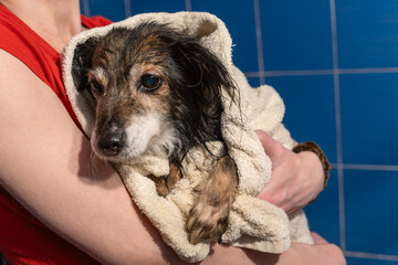 Wet dog wrapped in a towel after bath. Aging dog wrapped in towel after bath capturing quiet dignity vulnerability and the bond between humans and their loyal companions.