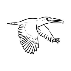 kingfisher bird, vector sketch