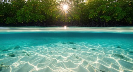 Fototapeta premium Sunlight filters through mangrove trees onto clear ocean water