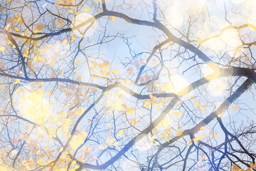 Bokeh, sun glare in an autumn park, abstract blurred light background, sunny autumn day in nature