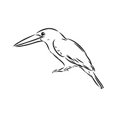 kingfisher bird, vector sketch