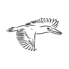 kingfisher bird, vector sketch
