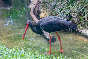 The black stork (Ciconia nigra) is a large bird in the stork family Ciconiidae. 
A shy and wary species. It is seen singly or in pairs, usually in marshy areas, rivers or inland waters.