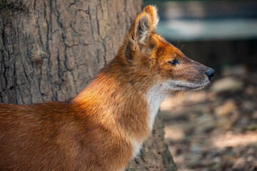The closeup image of dhole (Cuon alpinus), a highly social and intelligent canid found in South and Southeast Asia. It is smaller than a wolf, with a reddish-brown coat, bushy tail, and pointed ears. 