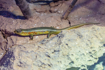  Chinese blue-tailed skink (Plestiodon chinensis) is a species of lizard which is found in China, western Taiwan, and northern Vietnam.