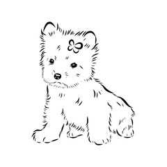 Beaver Yorkshire terrier, vector sketch
