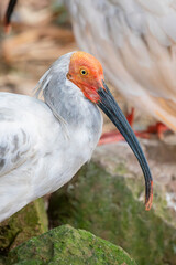 The crested ibis (Nipponia nippon) is a medium-sized, endangered bird native to East Asia. It has a distinctive appearance with a white body, a red face, and a long, curved beak. 