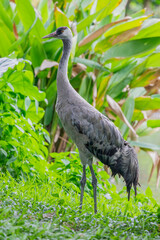 The common crane (Grus grus) is a large, elegant bird found across Europe and Asia. It is known for its gray plumage, black neck with a white streak, and red crown patch. 
