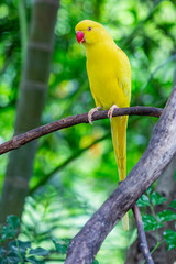 The Yellow mutation of the Indian ring-necked parrot (Psittacula krameri) is a rare color variation of the species, characterized by its vibrant yellow plumage.