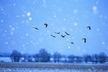 crows in a winter field, snowfall and evening blue tone, sad landscape