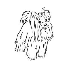 Beaver Yorkshire terrier, vector sketch