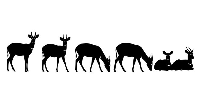 Silhouette of various deer isolated on white background in different positions