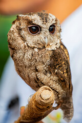 The collared scops owl (Otus lettia) is an owl which is a resident breeder in south Asia from northern Pakistan, northern India, Nepal, Bangladesh the Himalayas east to southern China, and Taiwan.