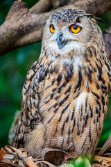 The closeup image of Eurasian eagle-owl (Bubo bubo).
It is one of the largest species of owl. distinctive ear tufts, with upper parts that are mottled with darker blackish colouring and tawny