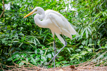 The great egret (Ardea alba)  is a large, widely distributed egret.Distributed across most of the tropical and warmer temperate regions of the world, it builds tree nests in colonies close to water.