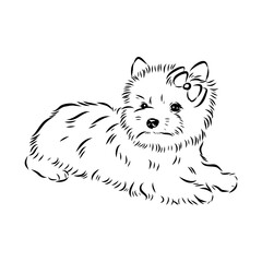 Beaver Yorkshire terrier, vector sketch