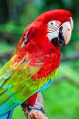 The red-and-green macaw (Ara chloropterus) is the largest of the genus Ara, widespread in the forests and woodlands of northern and central South America. 