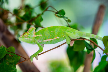a baby Veiled chameleon. it is a species of chameleon native to the Arabian Peninsula in Yemen and Saudi Arabia.
have a casque on the head which grows larger as the chameleon matures