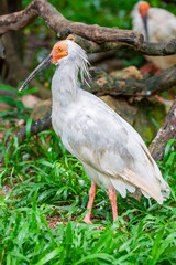 The crested ibis (Nipponia nippon) is a medium-sized, endangered bird native to East Asia. It has a distinctive appearance with a white body, a red face, and a long, curved beak. 