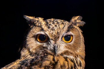 The closeup image of Eurasian eagle-owl (Bubo bubo).
It is one of the largest species of owl. distinctive ear tufts, with upper parts that are mottled with darker blackish colouring and tawny
