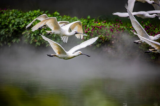 The flying Eurasian spoonbill (Platalea leucorodia). A wading bird of the ibis and spoonbill family Threskiornithidae. 
The breeding bird is all white except for its dark legs, black bill.