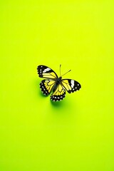 butterfly on a green background