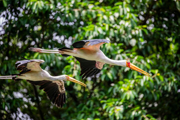 The yellow-billed stork (Mycteria ibis) is flying in sky. A large African wading stork species in the family Ciconiidae. It is widespread in regions south of the Sahara and also occurs in Madagascar.