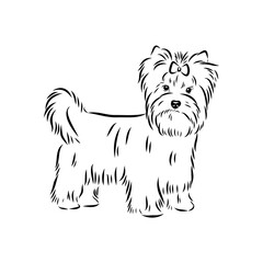 Beaver Yorkshire terrier, vector sketch