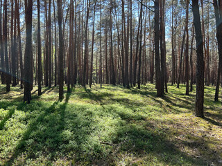 Fototapeta premium Forest green tree