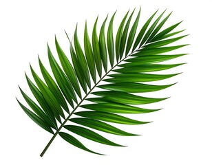 Fototapeta premium Vibrant green palm leaf isolated on white