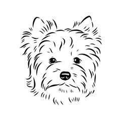 Beaver Yorkshire terrier, vector sketch