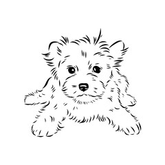 Beaver Yorkshire terrier, vector sketch