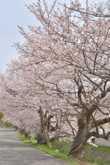 Fototapeta premium 山科の道端の桜