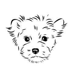 Beaver Yorkshire terrier, vector sketch