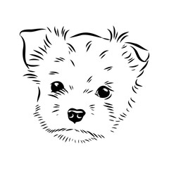 Beaver Yorkshire terrier, vector sketch