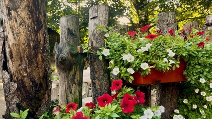 A horizontal, sun-drenched shot of a rustic wooden fence decorated with a planter full of vibrant red and white petunias. 