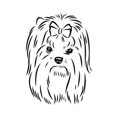 Beaver Yorkshire terrier, vector sketch