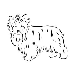 Beaver Yorkshire terrier, vector sketch