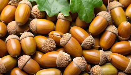 Acorns gathered on ground with green leaves during early autumn season in a forest setting